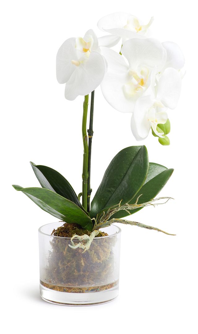 Phalaenopsis White 13" Orchid