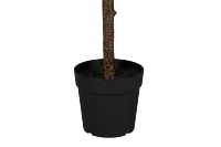 Ficus Lyrata 6' Green Tree