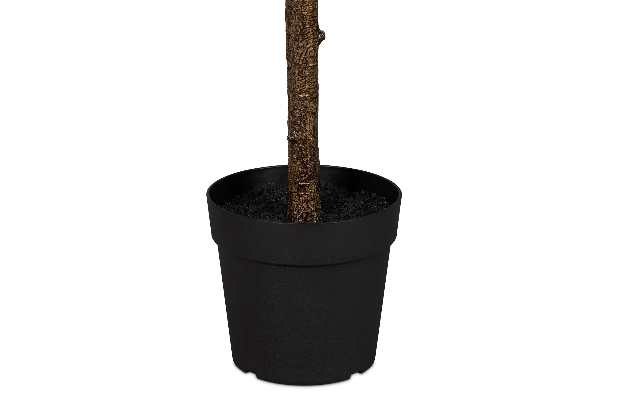 Ficus Lyrata 6' Green Tree