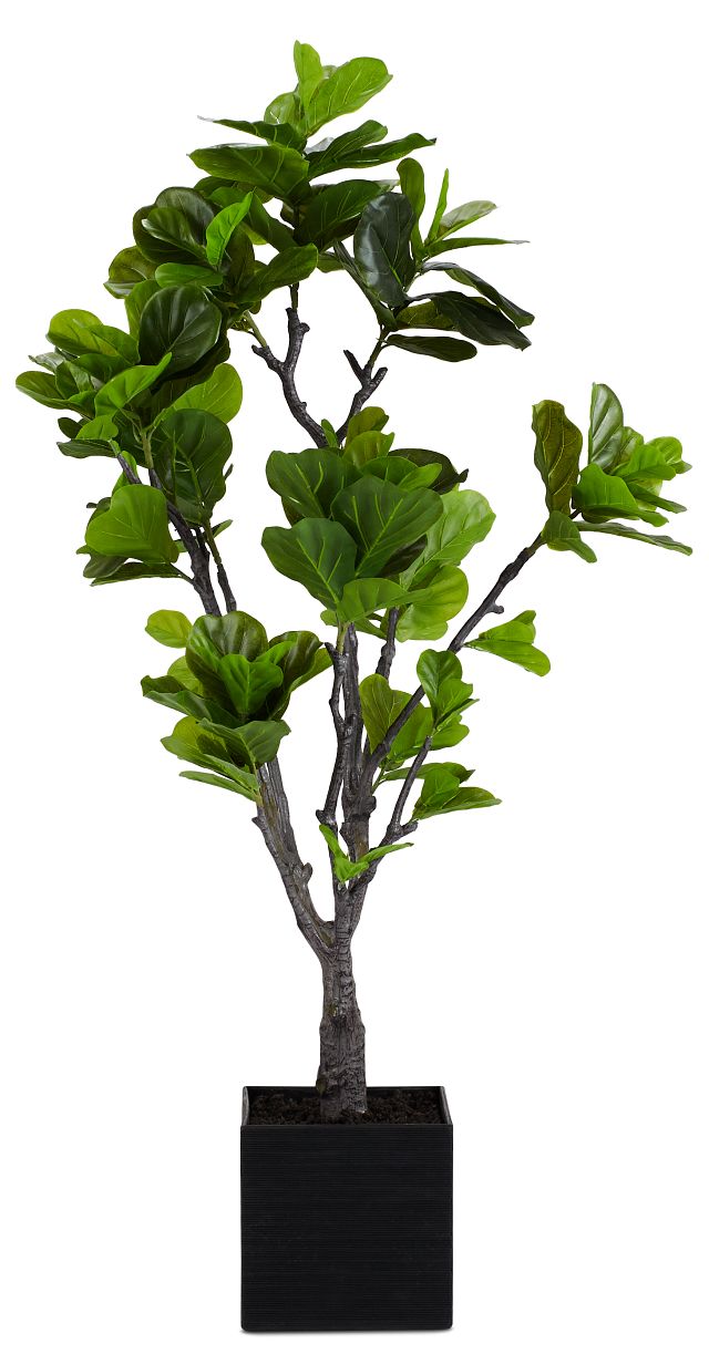 Eva 6' Fiddle Fig Tree (1)