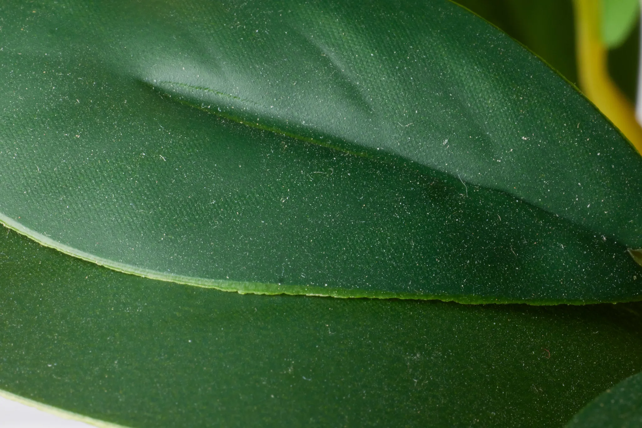 Pepperomia Green 25" Greenery