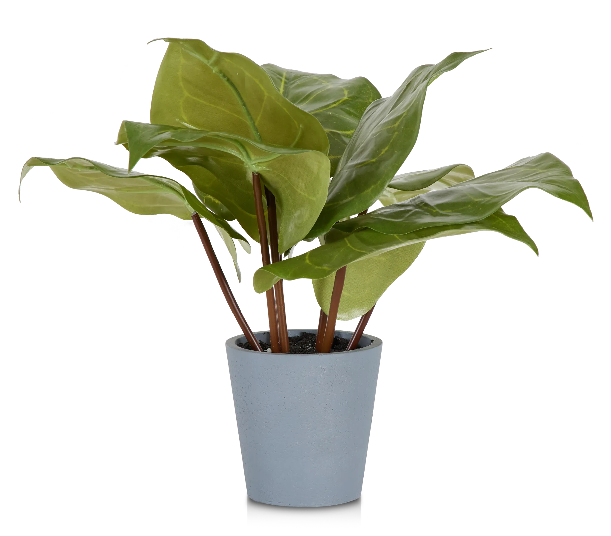 Anthurium Greenery
