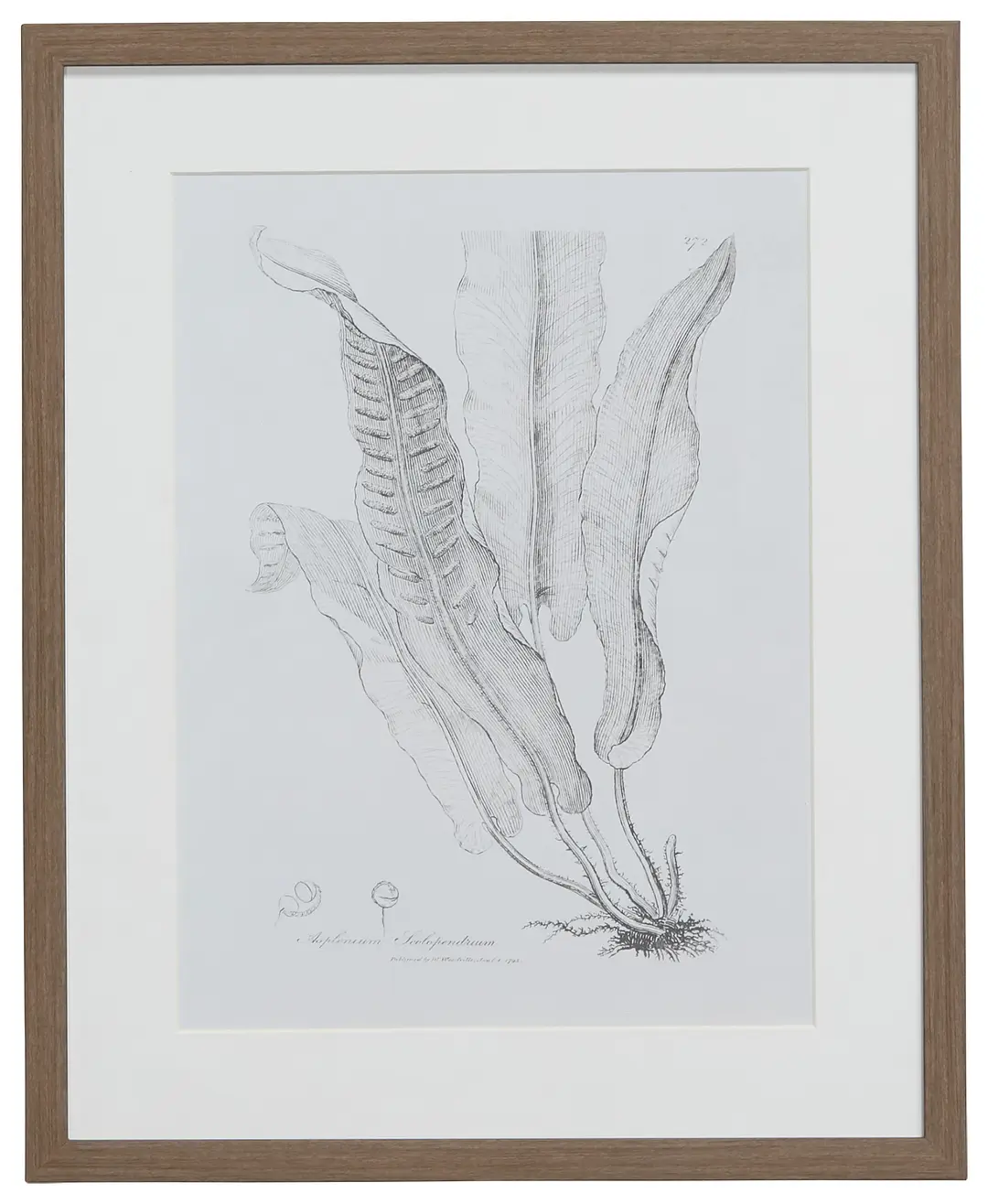 Leaflet Gray Framed Wall Art Leaflet Gray Framed Wall Art