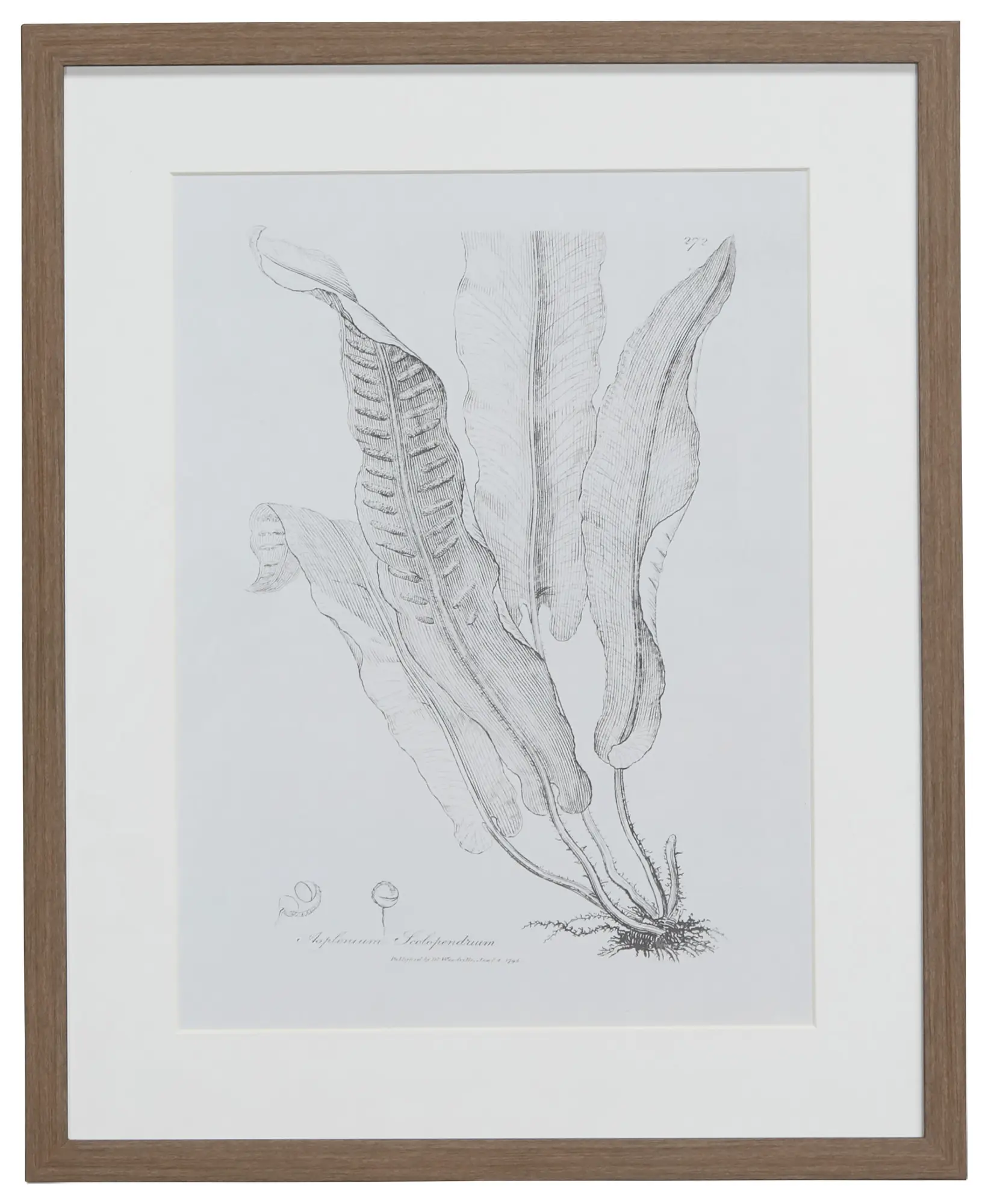 Leaflet Gray Framed Wall Art Leaflet Gray Framed Wall Art