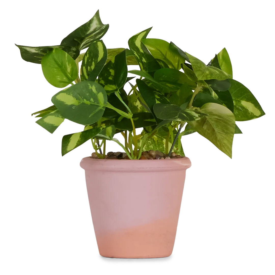 Potato Leaf 11" Greenery