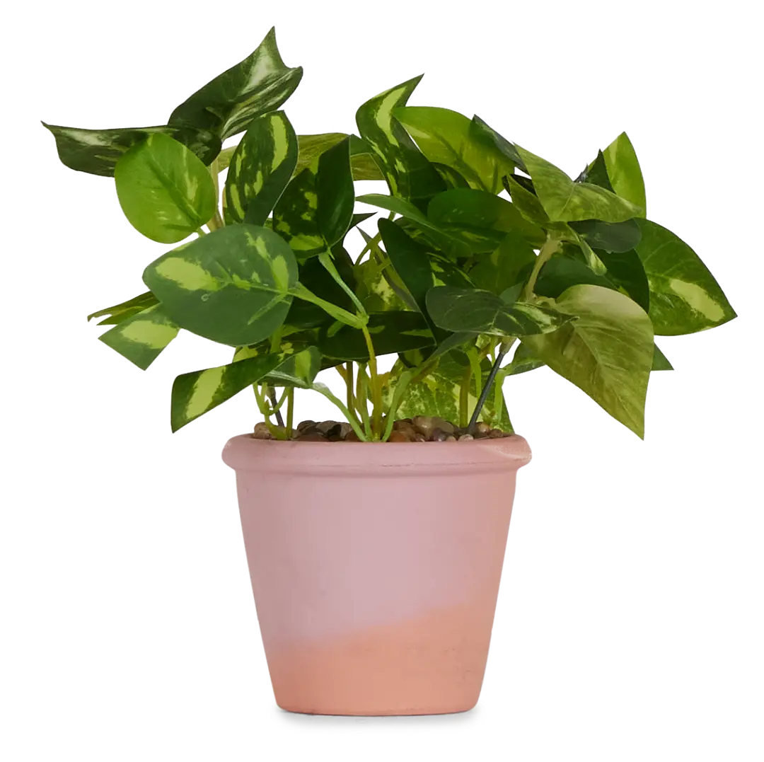 Potato Leaf 11" Greenery Potato Leaf 11" Greenery