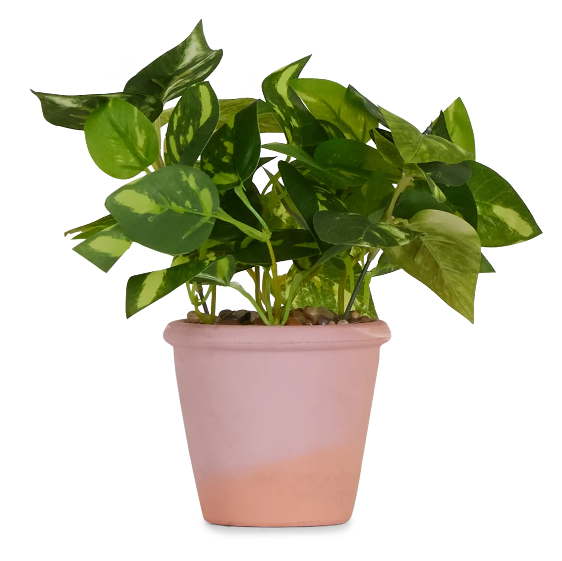 Potato Leaf 11" Greenery