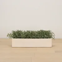 Cactus 21" Green Succulent