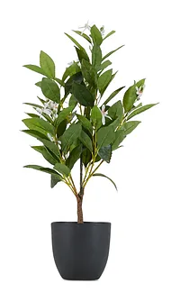 House Small Cement Tree