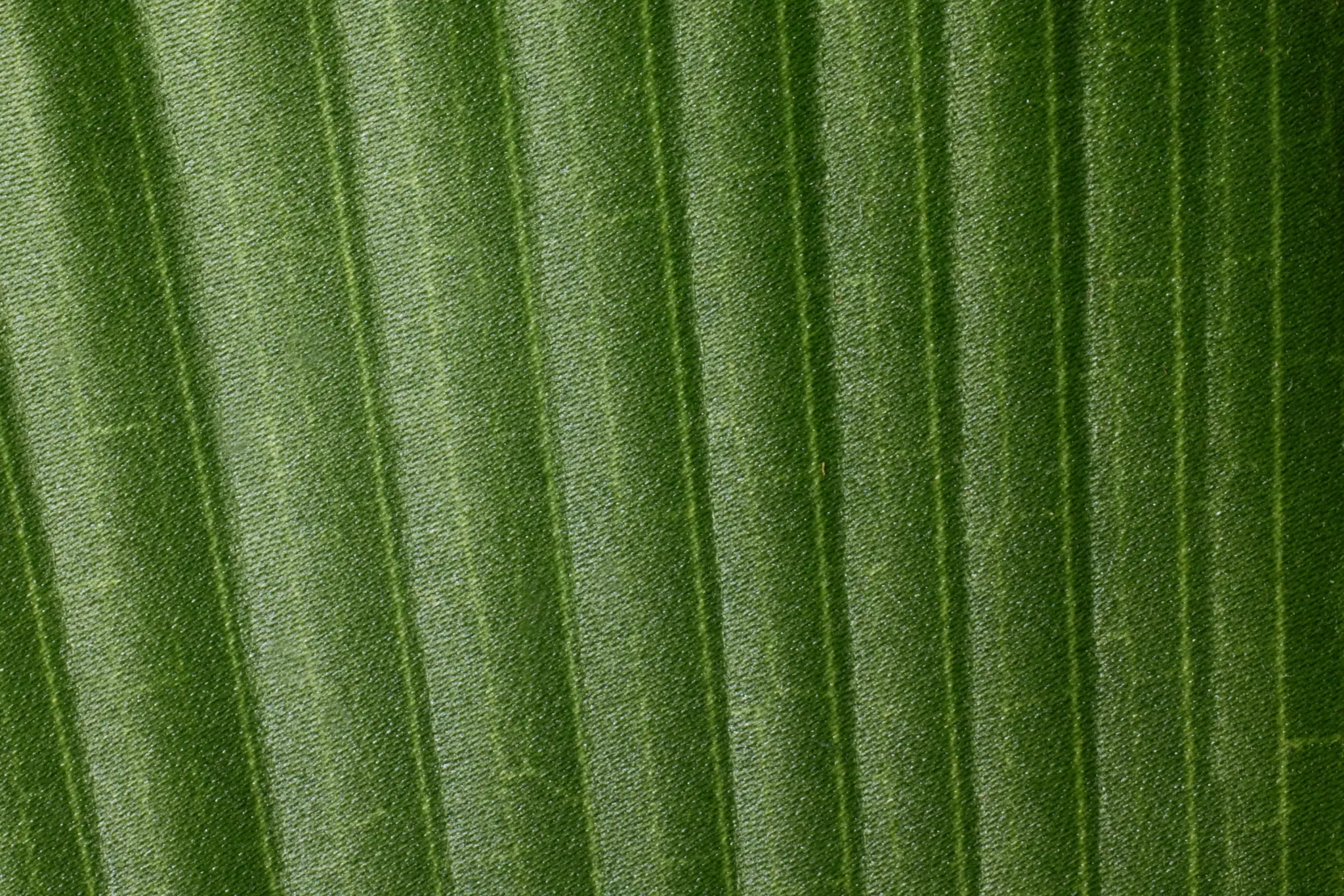 Fiddle Leaf Green 43" Greenery Fiddle Leaf Green 43" Greenery