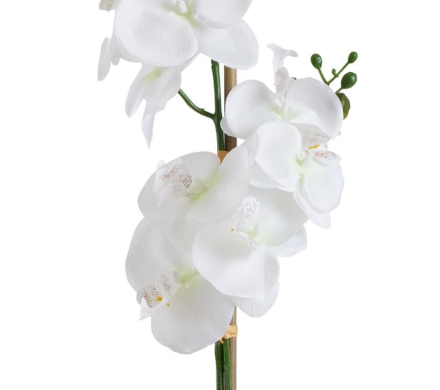 Potted White 26" Orchid