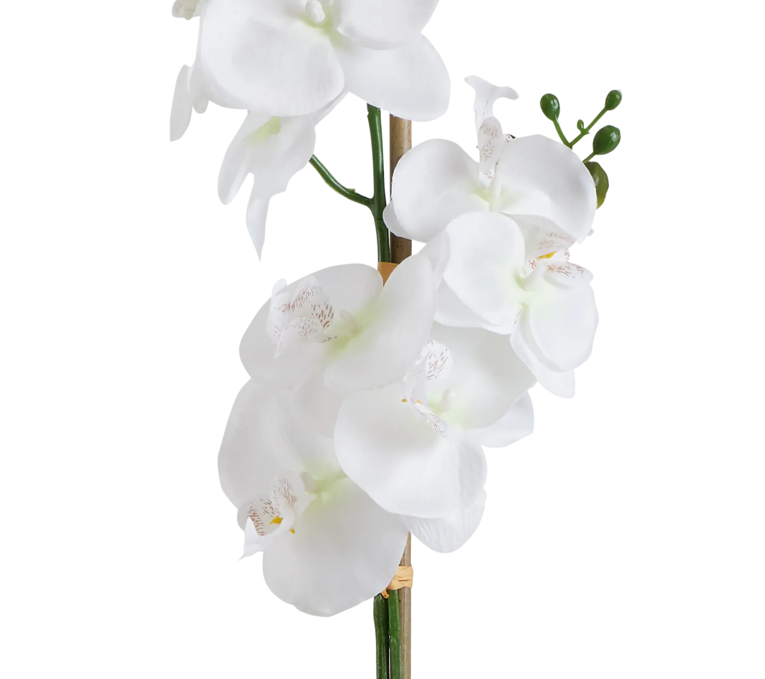 Potted White 26" Orchid