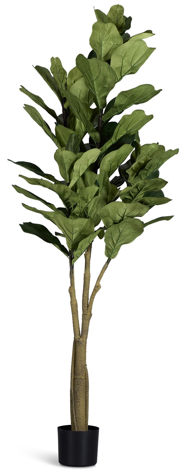 Maeve 6.5' Fiddle Fig Tree