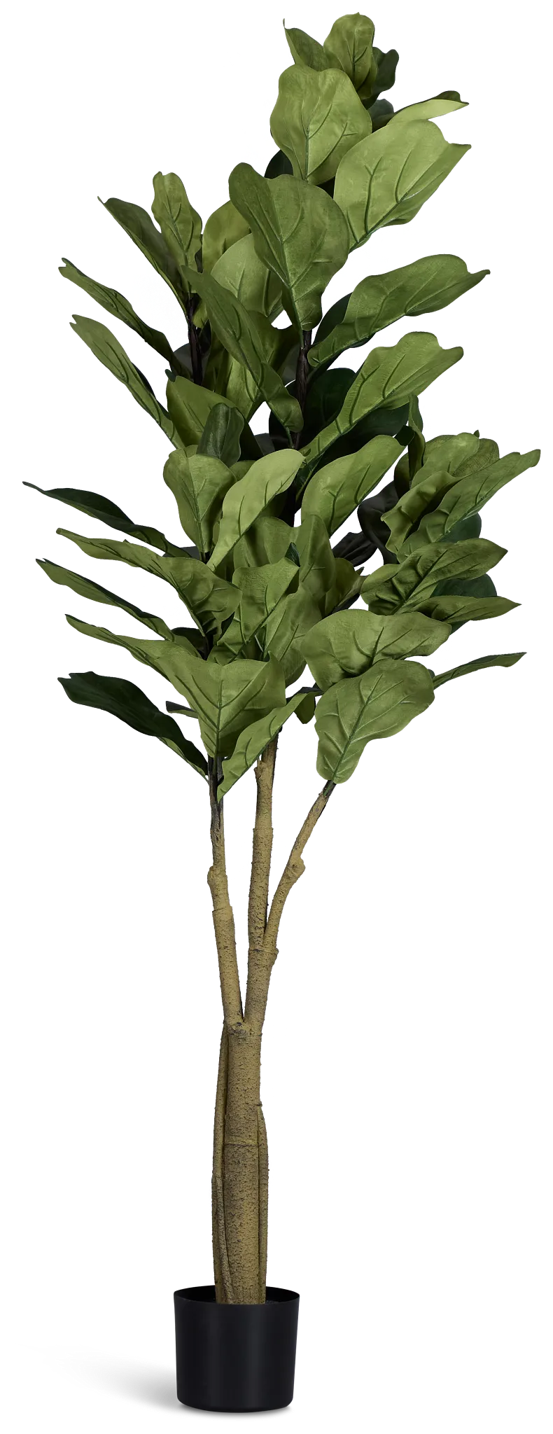 Maeve 6.5' Fiddle Fig Tree