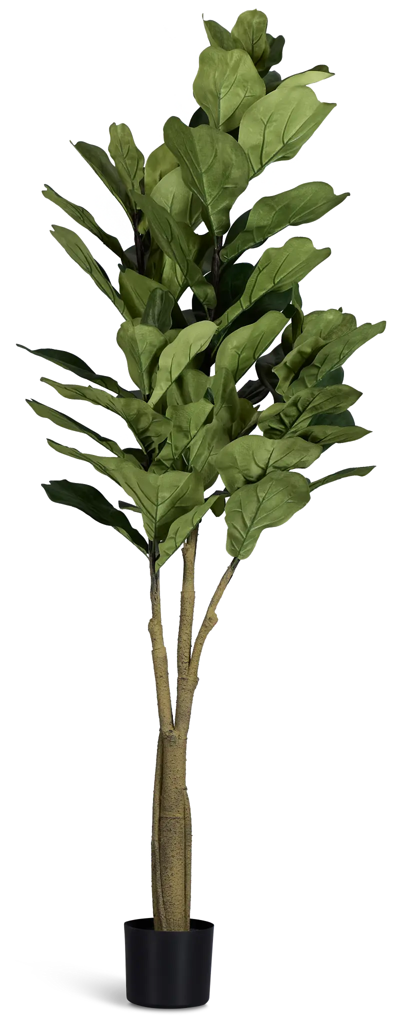 Maeve 6.5' Fiddle Fig Tree Maeve 6.5' Fiddle Fig Tree