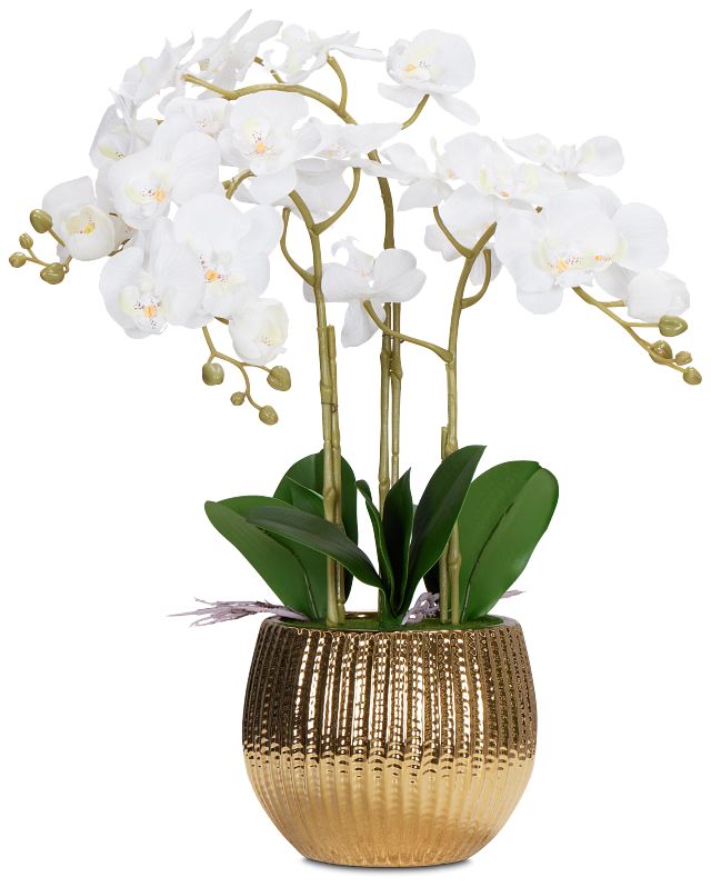 Potted Gold 24" Orchid