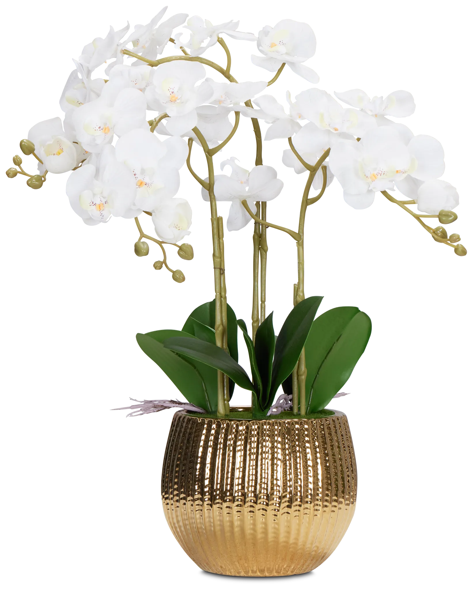 Potted Gold 24" Orchid