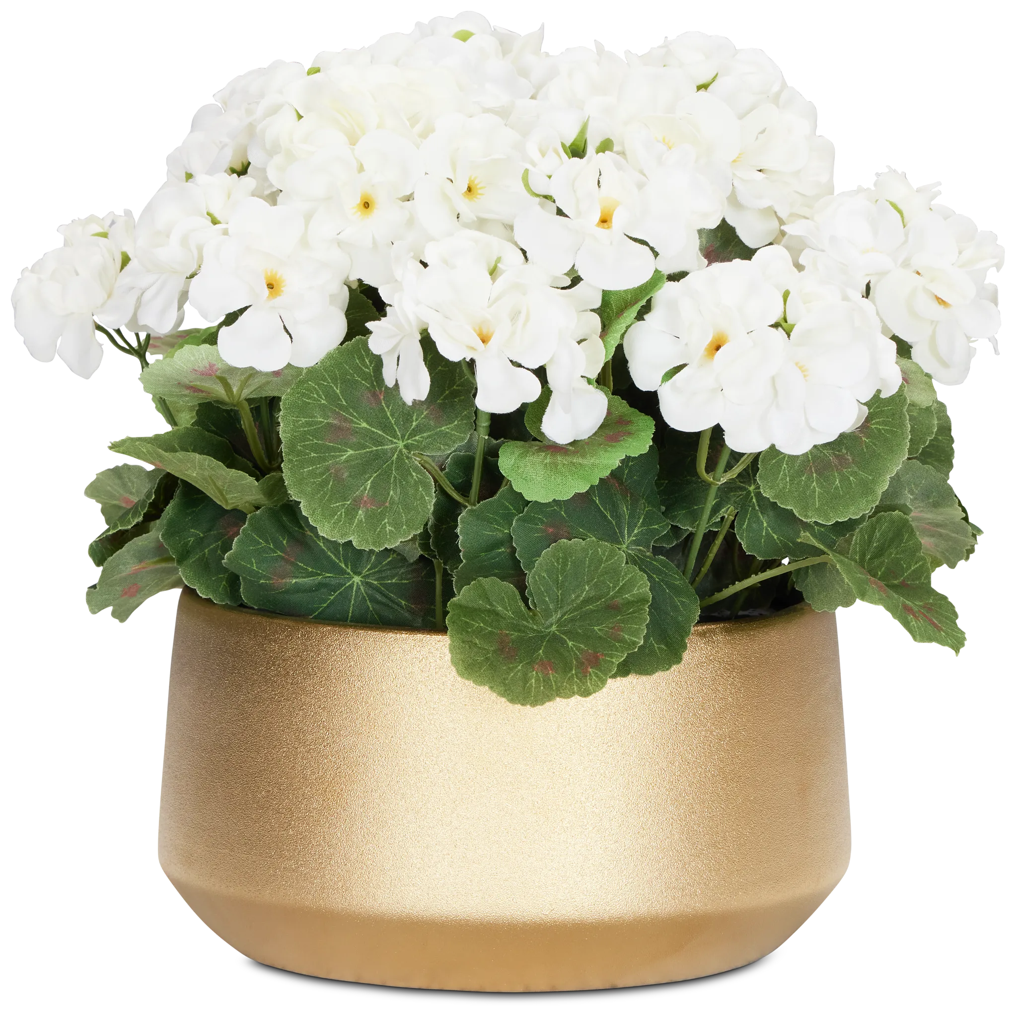 Begonia White 11" Floral Arrangement