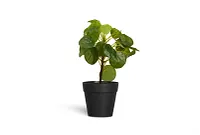Pilea Greenery