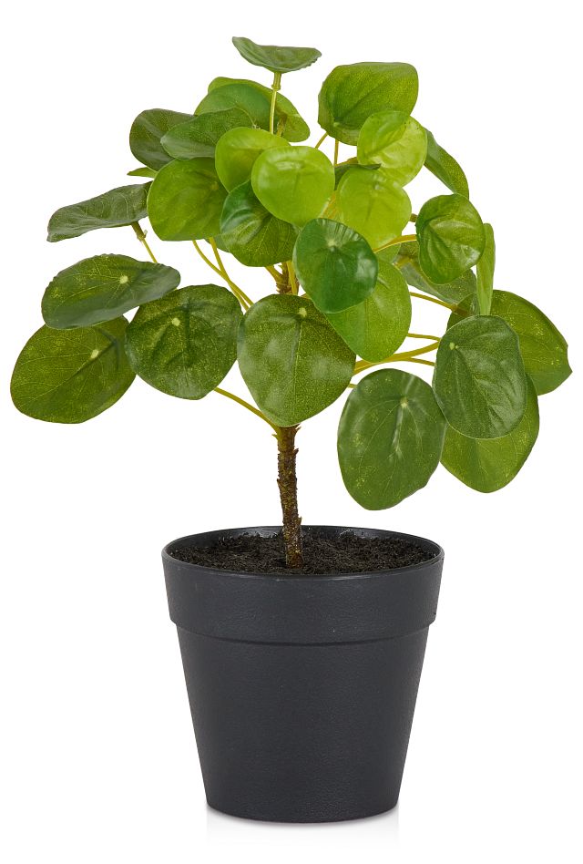 Pilea Greenery