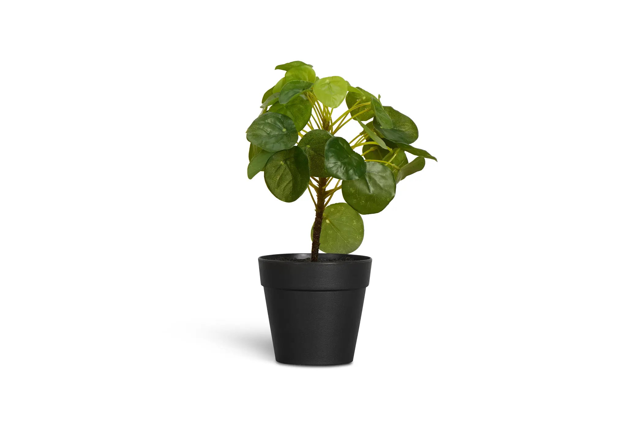 Pilea Greenery Pilea Greenery