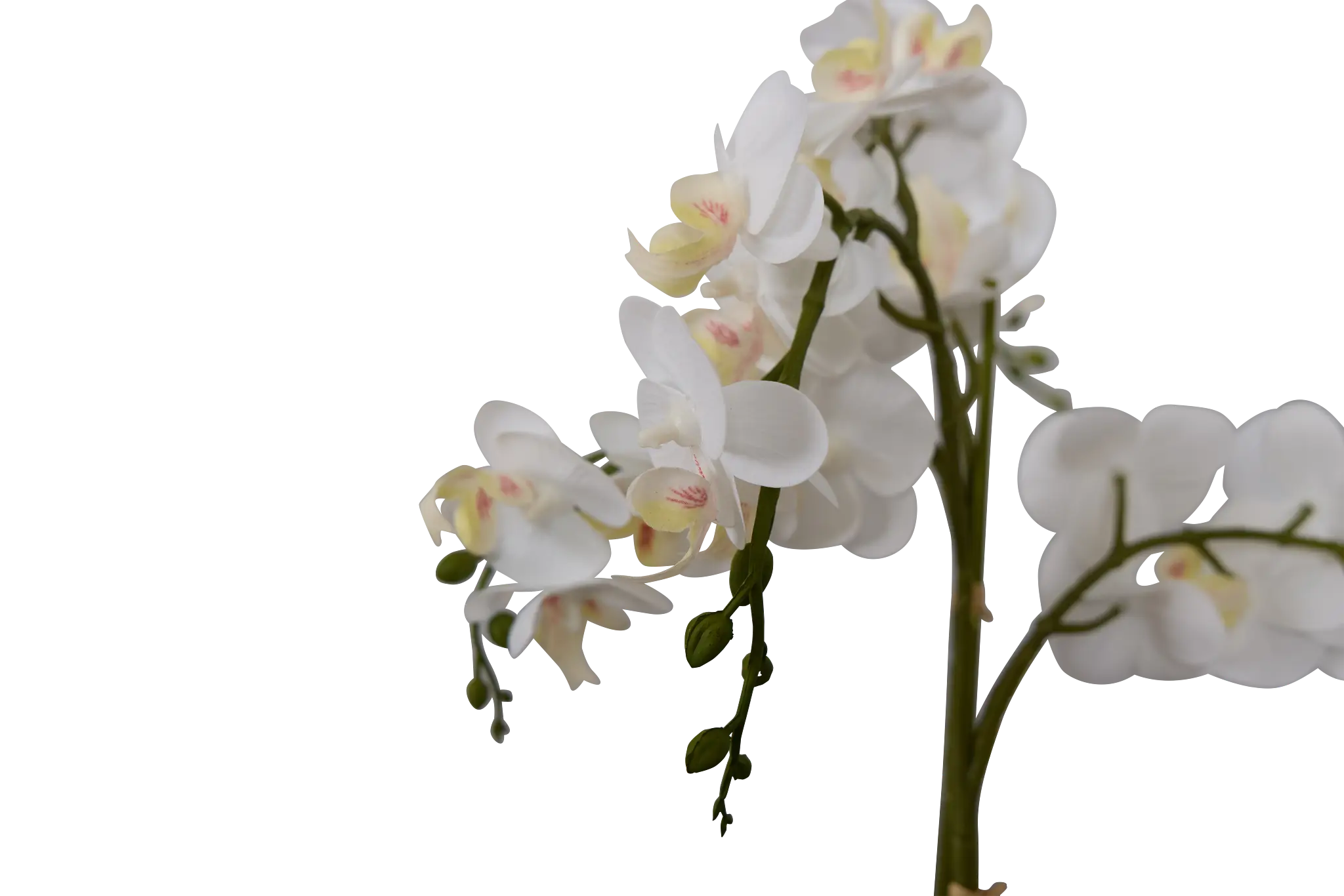 Orchid White 24" Floral Arrangement Orchid White 24" Floral Arrangement