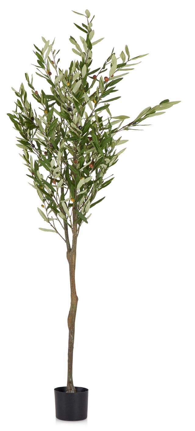Olive 6' Tree