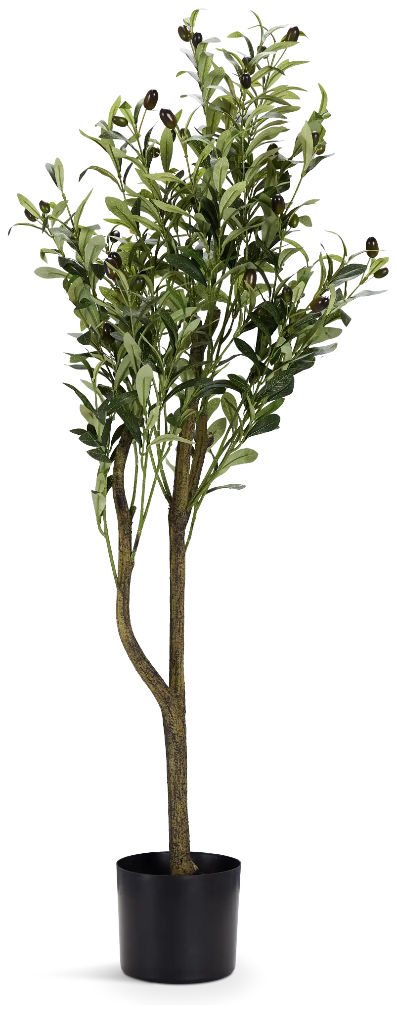 Olive Tree 48" Tree Olive Tree 48" Tree