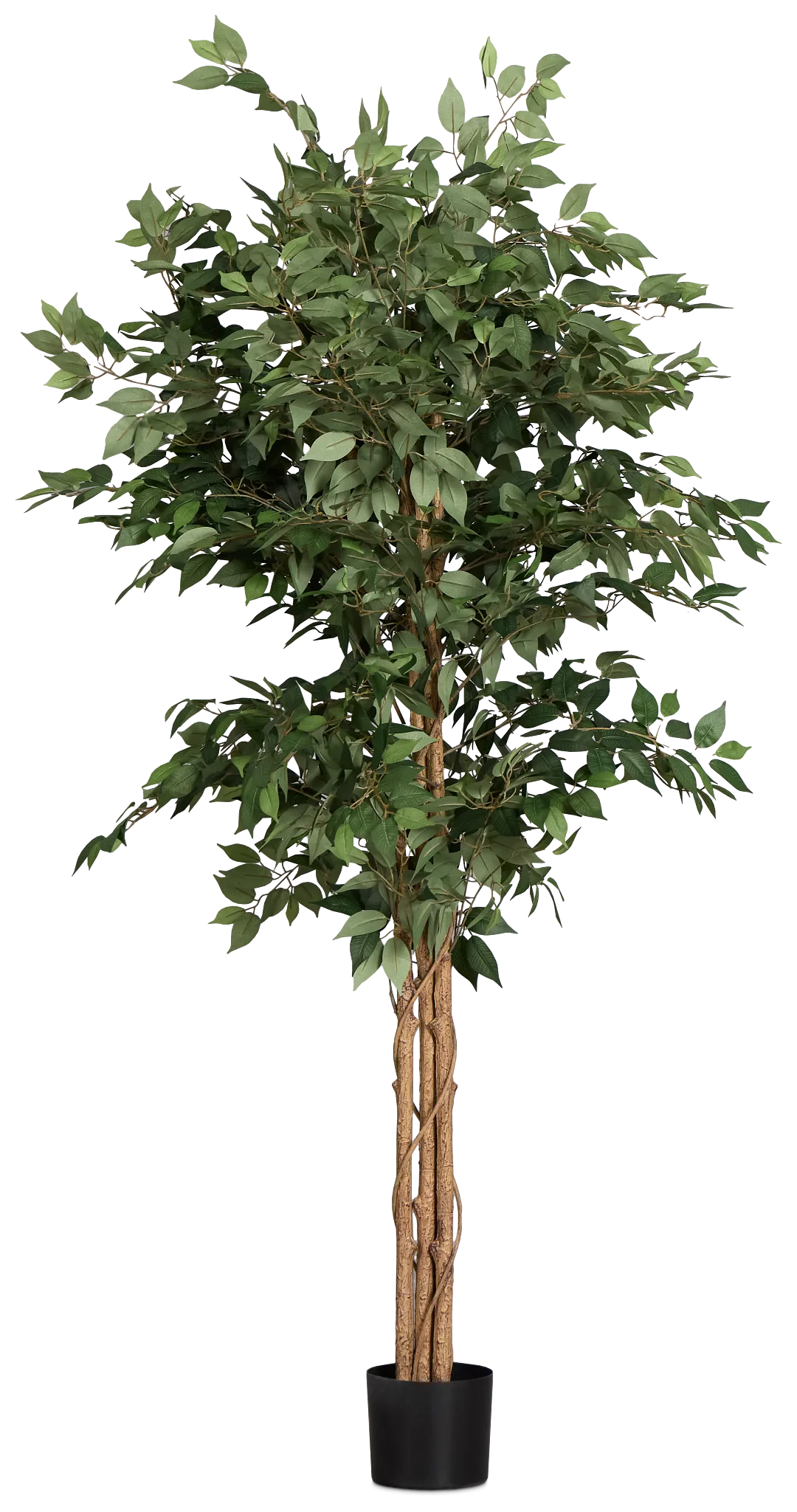 Olive 6.5' Tree
