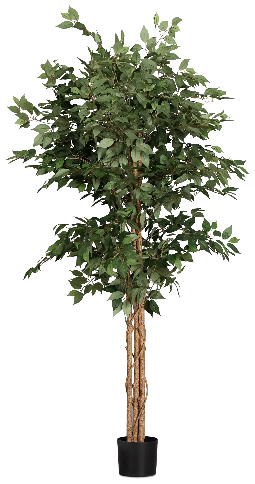 Olive 6.5' Tree Olive 6.5' Tree
