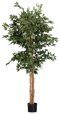 Olive 6.5' Tree