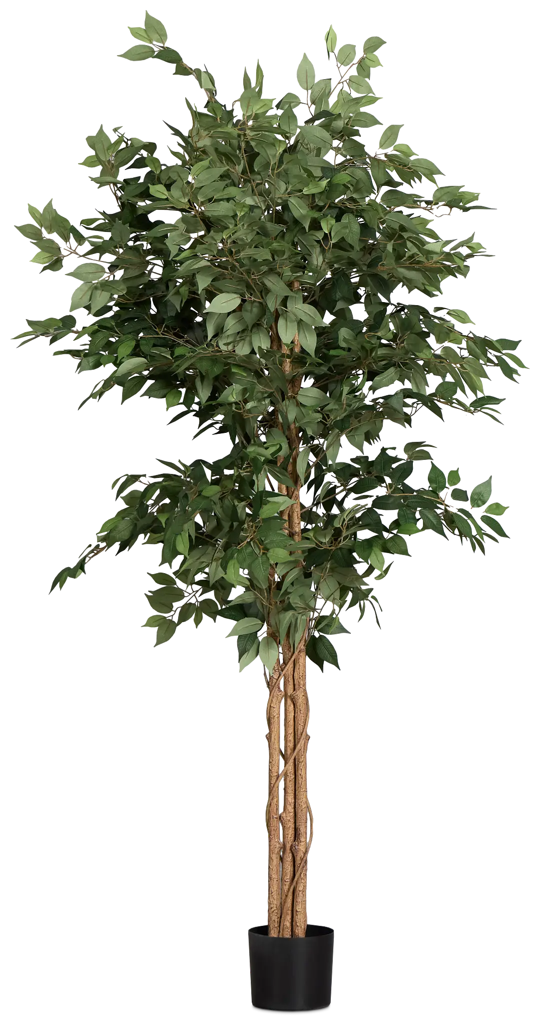 Olive 6.5' Tree Olive 6.5' Tree