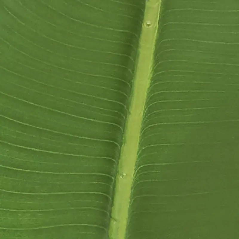Green Green