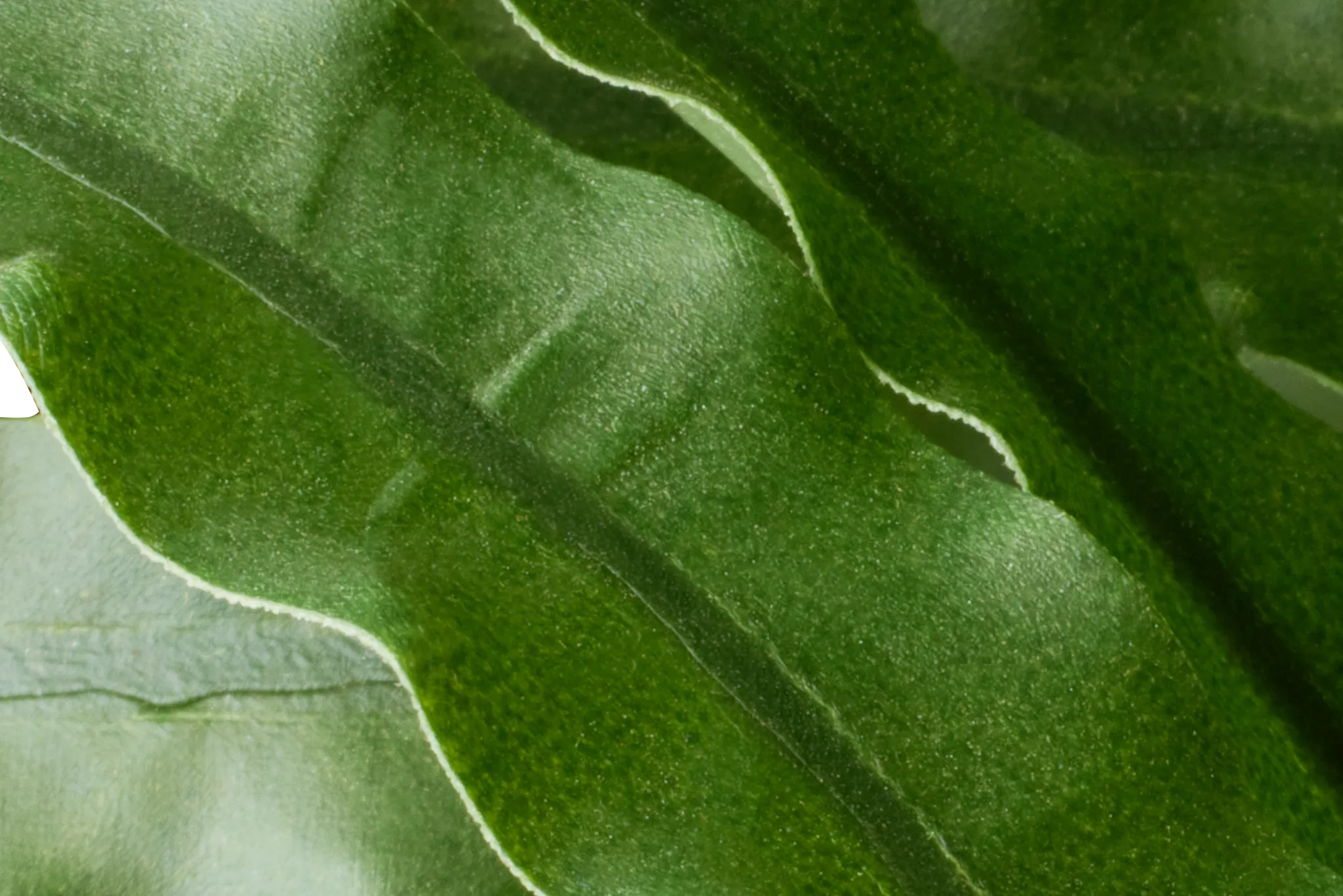 Leatherleaf Fern Black 47" Greenery