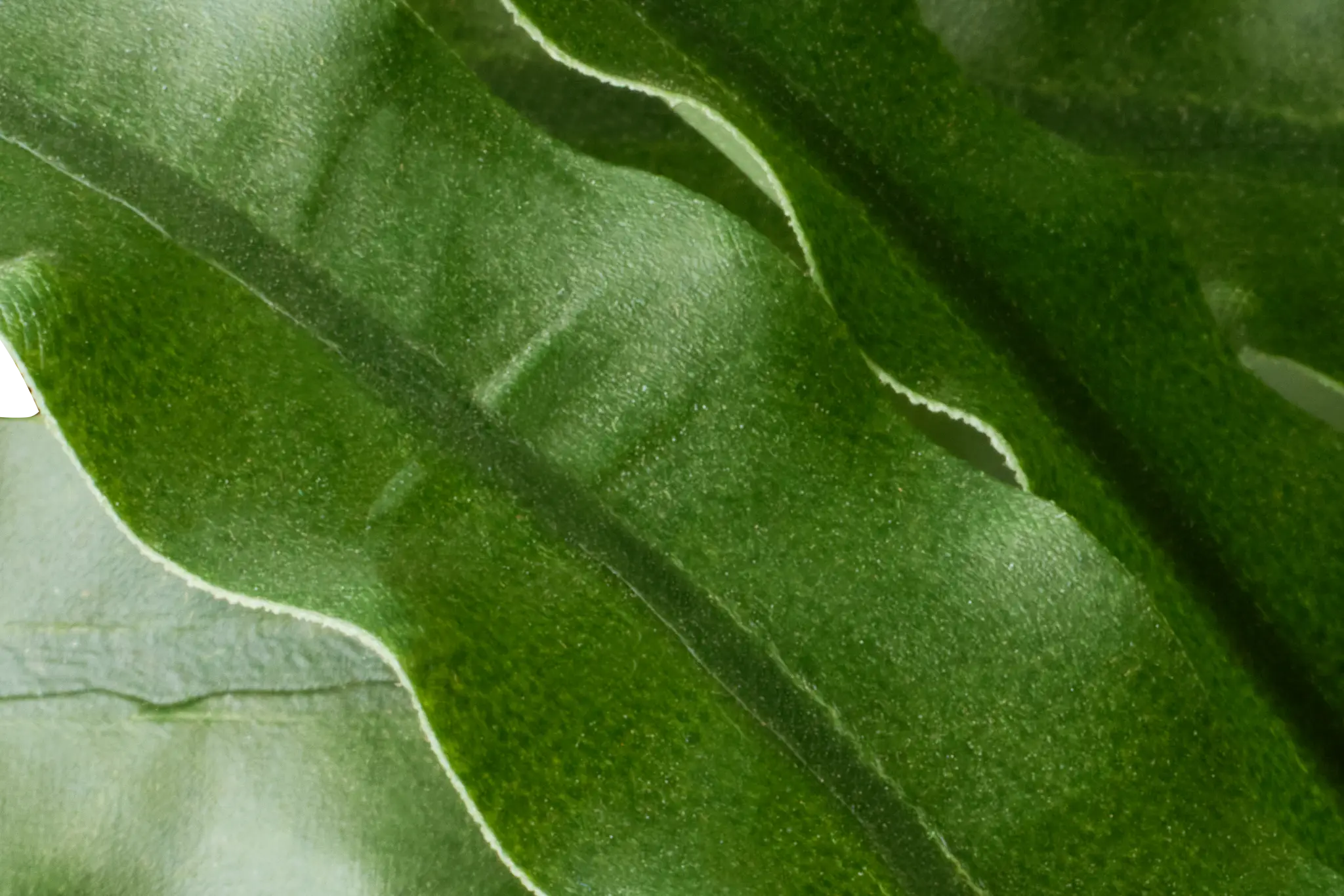 Leatherleaf Fern Black 47" Greenery Leatherleaf Fern Black 47" Greenery