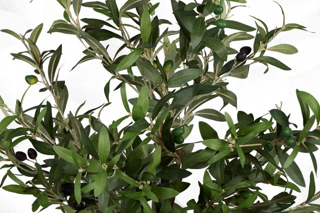 Olive 5" Green Tree