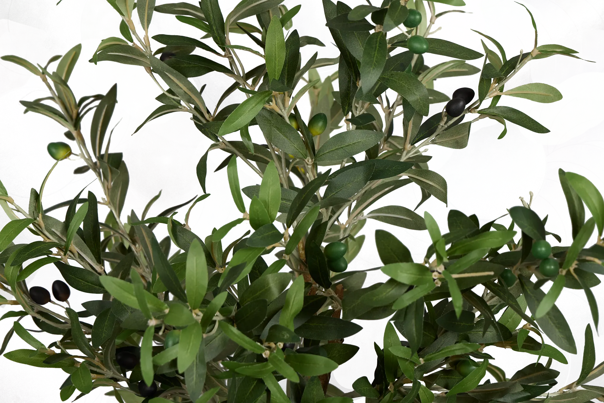 Olive 5" Green Tree Olive 5" Green Tree