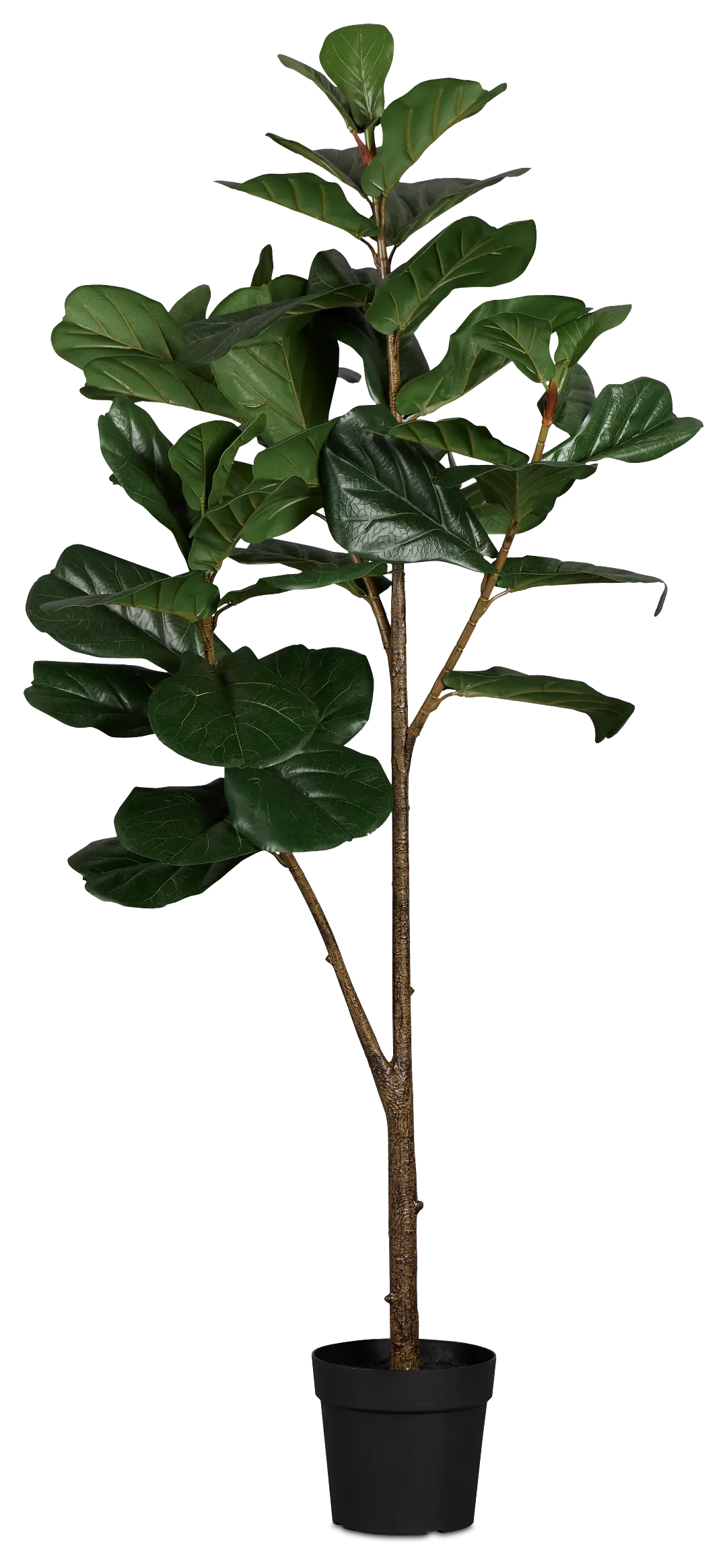 Ficus Lyrata 6' Green Tree