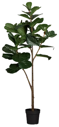 Ficus Lyrata 6' Green Tree
