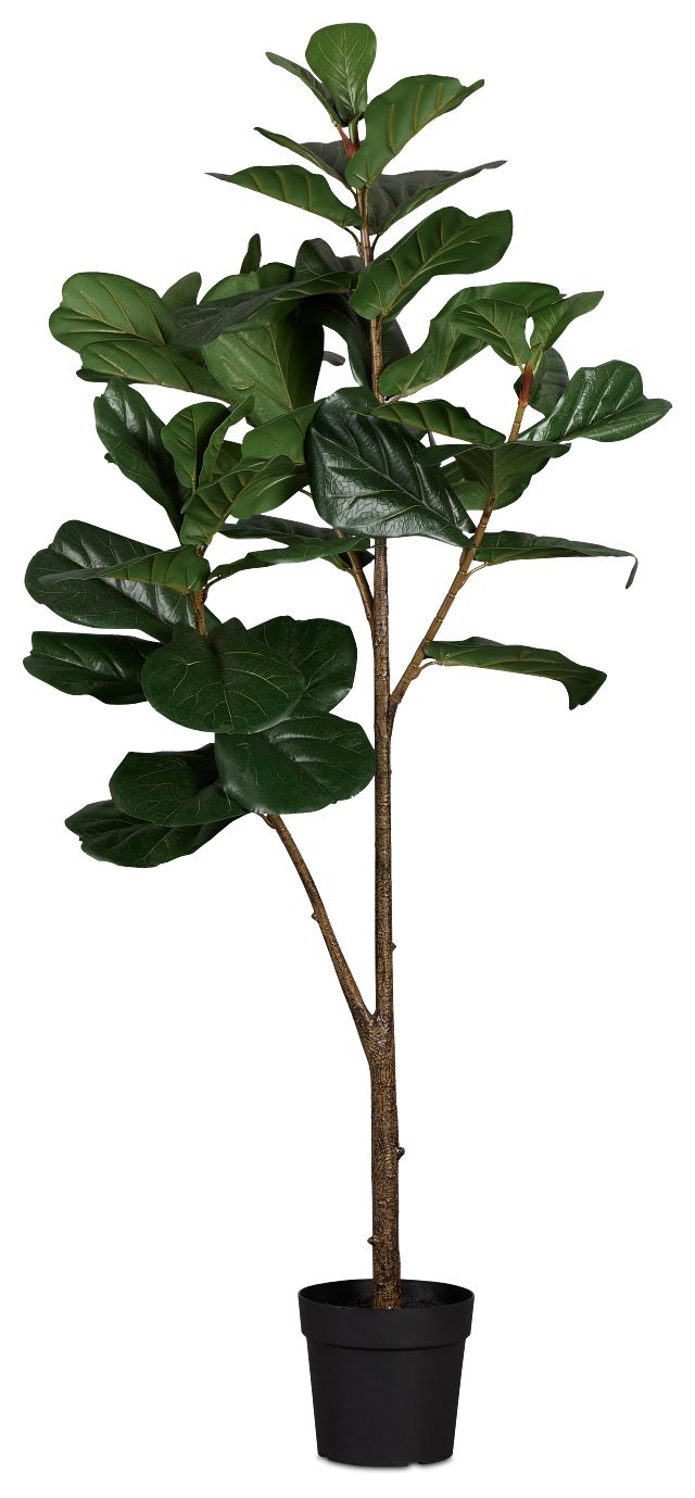 Ficus Lyrata 6' Green Tree