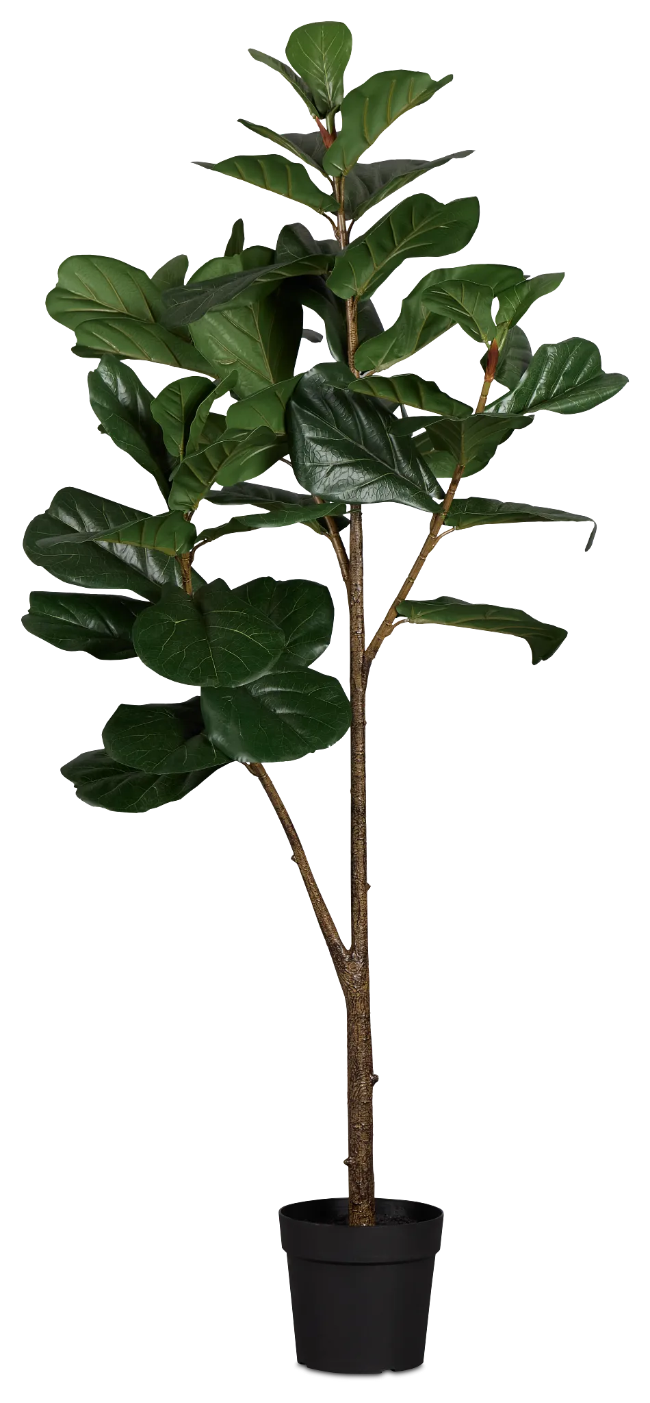 Ficus Lyrata 6' Green Tree