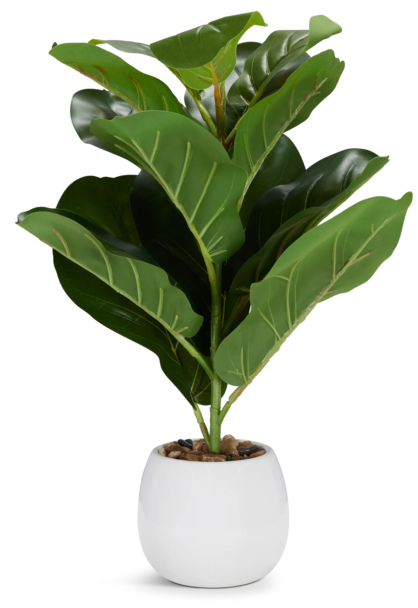Fiddle Fig 20" Greenery