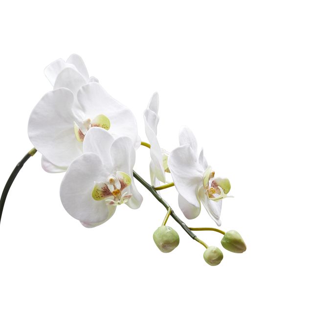 Phalaenopsis White 31" Orchid