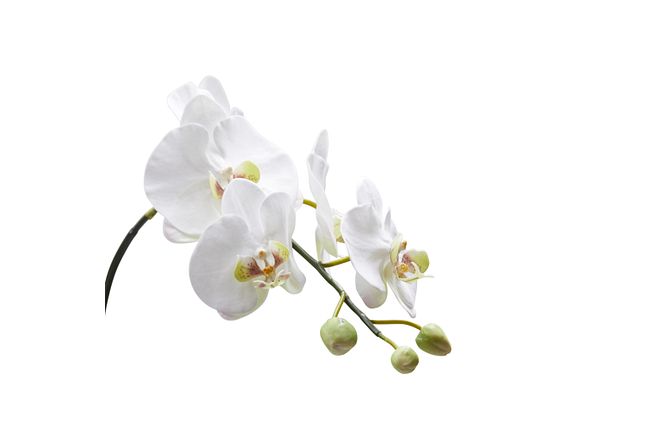 Phalaenopsis White 31" Orchid