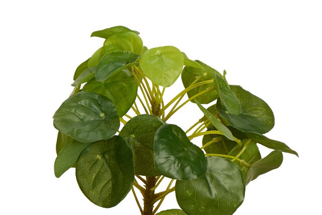 Pilea Greenery