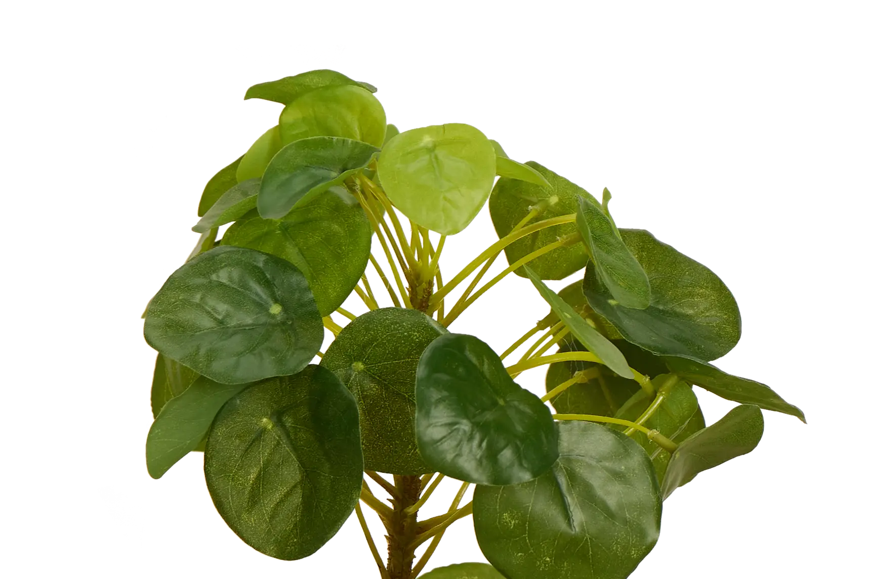Pilea Greenery Pilea Greenery