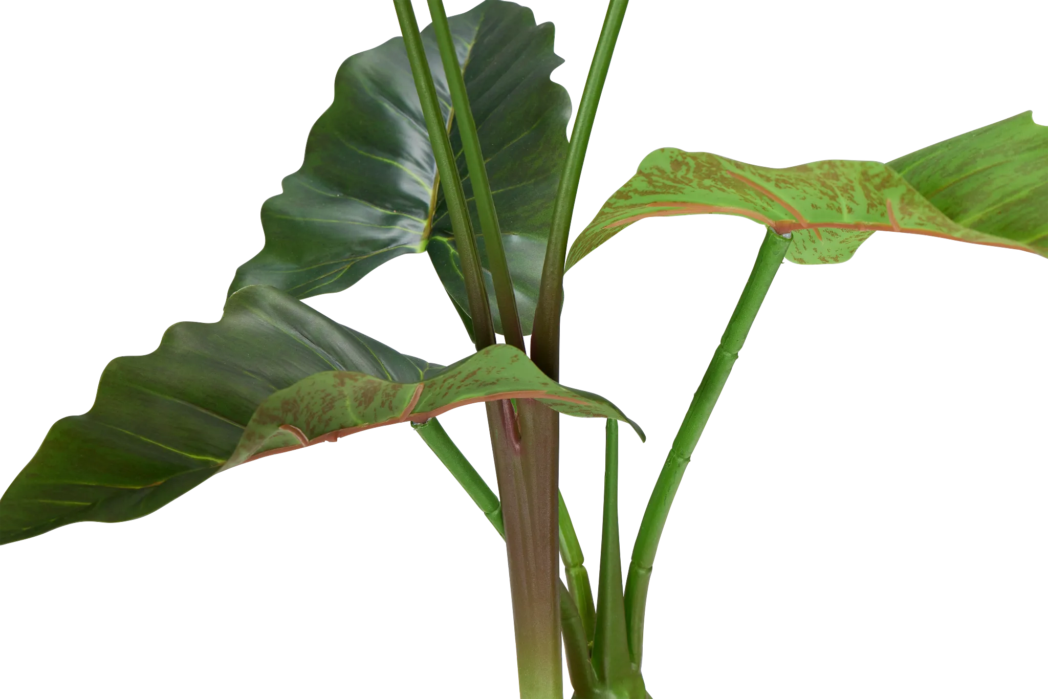 Caladium Green 27" Greenery