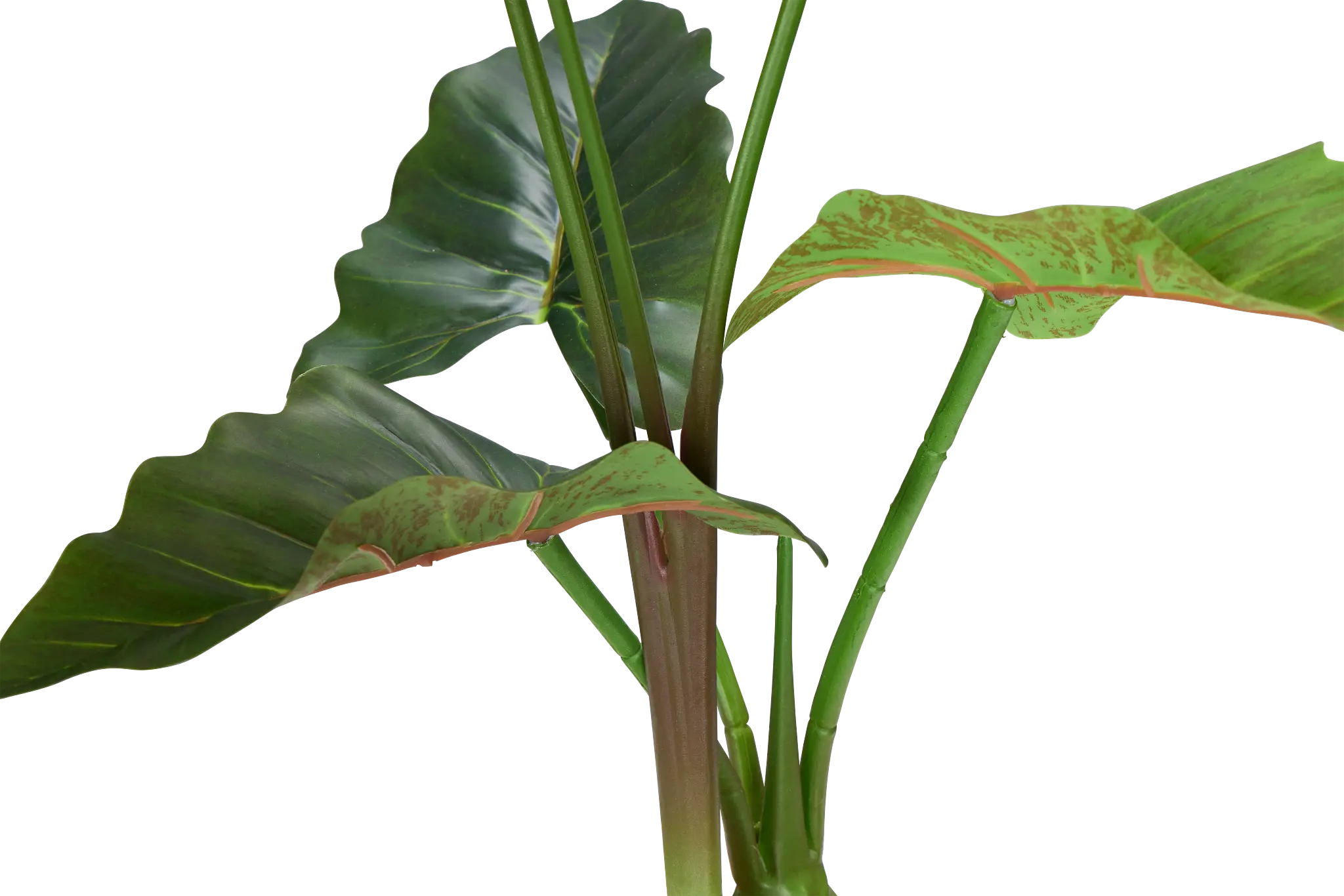 Caladium Green 27" Greenery Caladium Green 27" Greenery