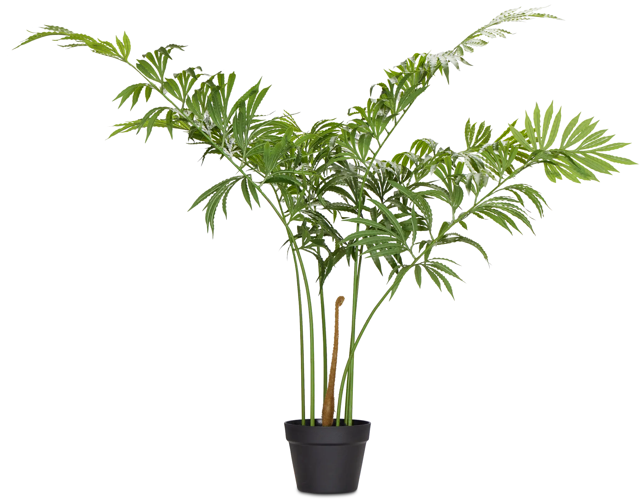 Leatherleaf Fern Black 47" Greenery
