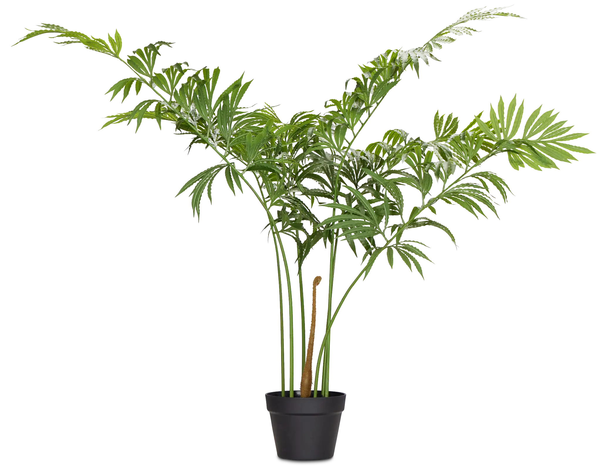 Leatherleaf Fern Black 47" Greenery Leatherleaf Fern Black 47" Greenery